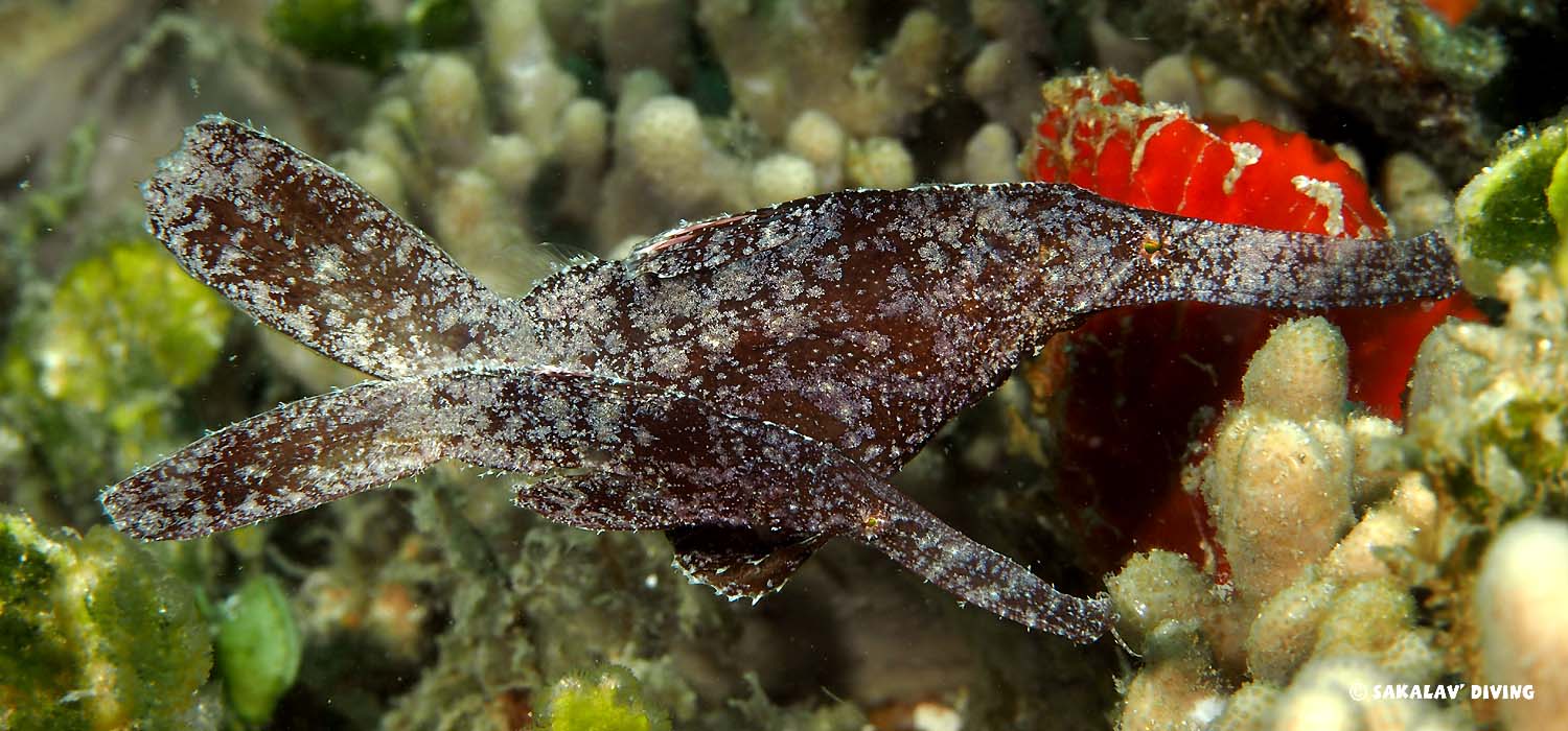 Macro fauna observation in Nosy Be